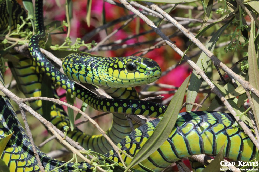 Male Boomslang (Dispholidus typus typus)
